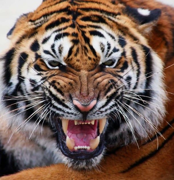 Classy Art Mean Tiger Wall Art-0
