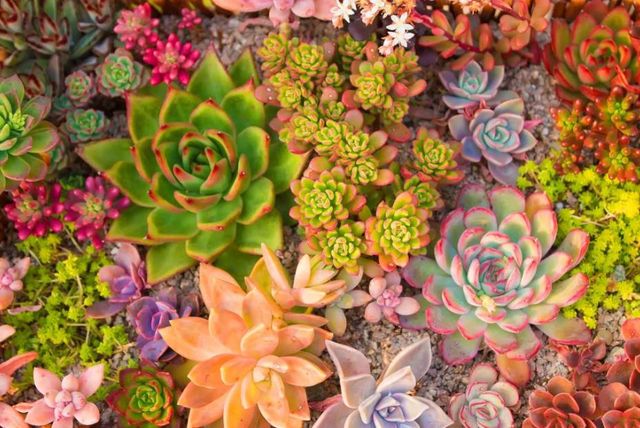 Classy Art Succulent Dreams Wall Art-1