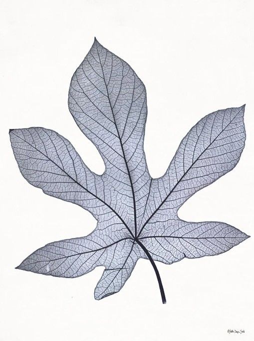 Classy Art Indigo Nature Study III by Stellar Design Studio Wall Art-0