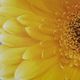 Olliix by Mi Zone Vibrant Yellow Yellow Gel Coated Canvas-1