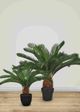 Le Present Cycas Green Faux Botanical-4