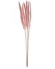A & B Home Blush Dried Natural Pampas Grass Bundle-0