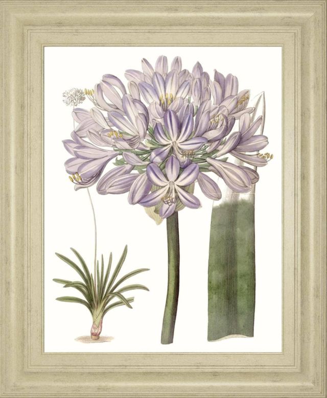 Classy Living Edwards Lavender Beauties VI Wall Art-0