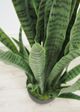 Le Present Sanseveria Green Faux Botanical-2