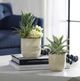 Uttermost® Seaside 2-Piece Neutral Tan Succulents Set-1