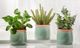 Giftcraft 3-Piece Green Assorted Greenery in Ceramic Pot Set-0