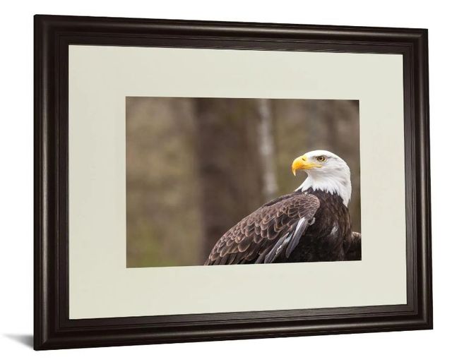 Classy Art Majestic Eagle by Garytog Wall Art-1