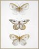 Classy Living Golden Trio Butterfly Study Wall Art-0