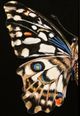 Stylecraft 2-Piece Custom Stand Butterfly Wall Art Set-1