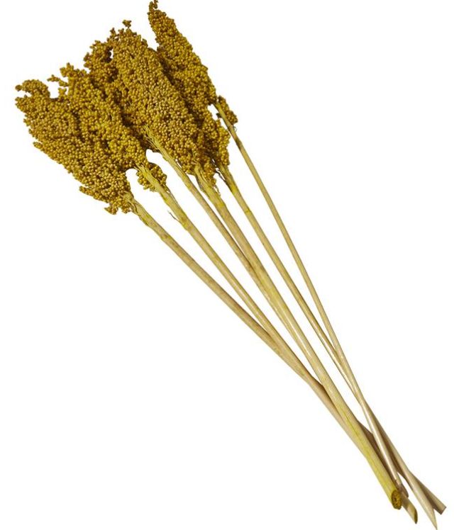 Deco Marche Yellow Dried Plant Corn Maze Grass Natural Foliage with Long Stems-1