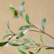 Magnolia Home by Joanna Gaines Green/White Olive Stem-1
