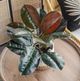 A & B Home 2-Piece Green/Red Artificial Elephant Leaf with Plastic Pot Set-4