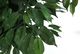 Monarch Specialties Inc. Green/Black 58" Artificial Potted Ficus Tree-2