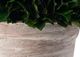 A & B Home Green/Red Washed 12" Holly Potted Ball-1