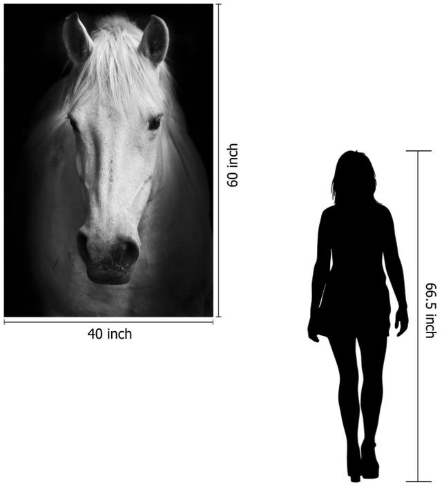 Classy Living White Horse Wall Art-2