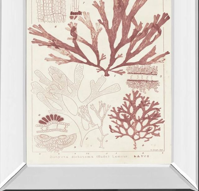 Classy Art Antique Coral Seaweed IV by Vision Studio Mirror Framed Wall Art-1