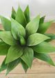 Le Present Agave Green 16" Faux Botanical-2