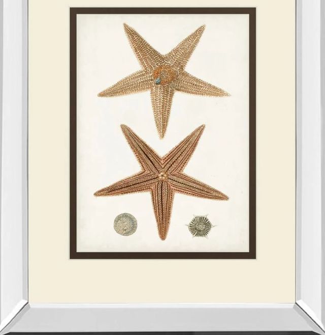 Classy Art Coastal Curiosity I by Unknown Mirror Framed Wall Art-1