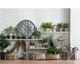 A & B Home Green Potted Dudelya Succulent-3