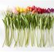K & K Interiors Red 26.75 Inch Silk Tulip Stem-1