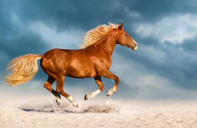 Classy Art Golden Gallop Wall Art-1