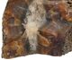 A & B Home Black/Brown Cut Base Agate Ends-1