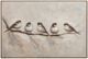 Crestview Collection Feathered Friends Wall Art-0