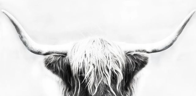 Classy Art Black/White Longhorn by Danita Delimont Wall Art-0