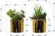 Monarch Specialties Inc. 2-piece 7" Artificial Succulent with Gold Pot-2