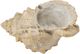 A & B Home Beige Medium Cement Seashell Planter-1