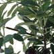 Uttermost® Sonora Gray/Green Olive Tree in Planter-4
