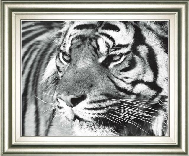Classy Art Tiger Eyes by Xavier Ortega Framed Print Wall Art-0
