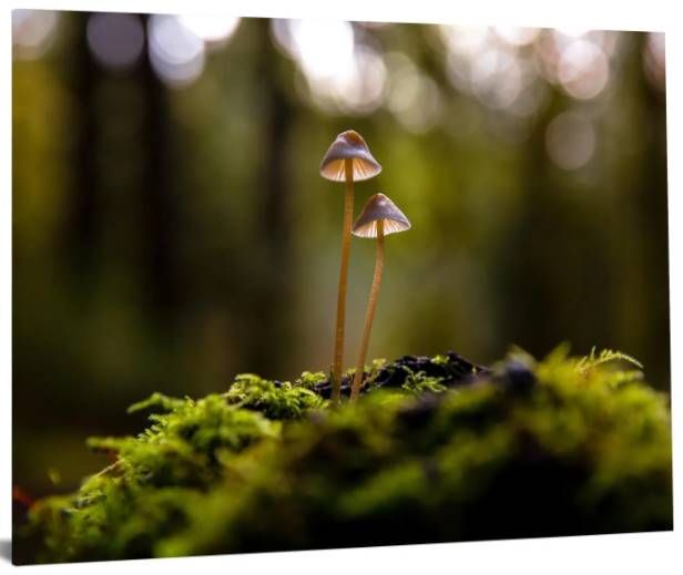 Classy Art Mushrooms Wall Art-1
