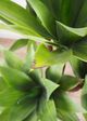 Le Present Green 47" Faux Botanical Agave Attenuata-2