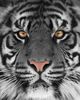 Classy Living Eye of the Tiger Wall Art-0