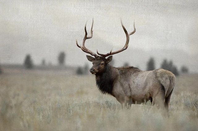 Classy Art Grand Elk by Danita Delimont Wall Art-0