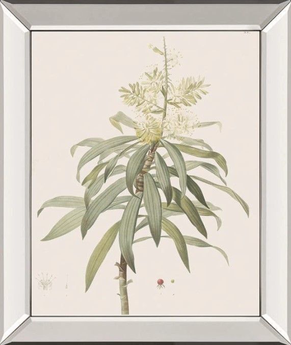 Classy Art Dracaena Reflexa by Pierre Joseph Redoute Mirrored Frame Wall Art-0