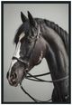 Classic Home Horse Photography Wall Art-0