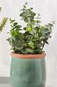 Giftcraft 3-Piece Green Assorted Greenery in Ceramic Pot Set-3