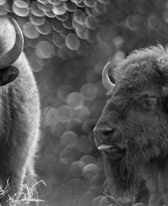 Classy Art Bison Duo Wall Art-2