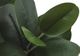 Monarch Specialties Inc. Green/White 31" Tall Artificial Potted Garcinia Tree-2