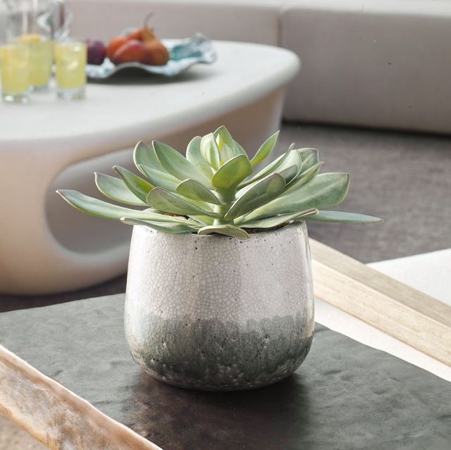 Uttermost® Dudleya Gray/Green Outdoor Succulent-1