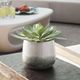 Uttermost® Dudleya Gray/Green Outdoor Succulent-1