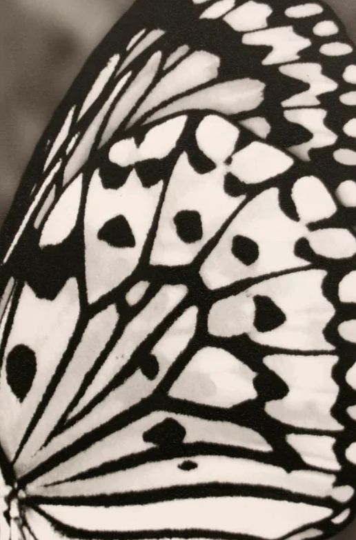 Stylecraft White and Black Wing ll Wall Art-1
