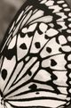 Stylecraft White and Black Wing ll Wall Art-1