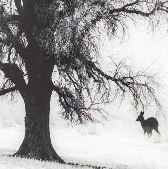 YHD Winter's Morning Fog II Wall Art-3