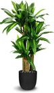 Le Present Grass Green Faux Botanical-0