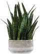 Uttermost® Sansera Snake Baige/Tan Accent Plant-3
