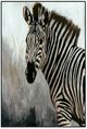 Classic Home Zebra Painting by Buddy Whitlock-0