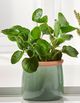 Giftcraft 3-Piece Green Assorted Greenery in Ceramic Pot Set-1